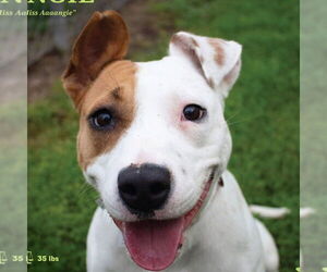 Boxer-Unknown Mix Dogs for adoption in Canton, CT, USA