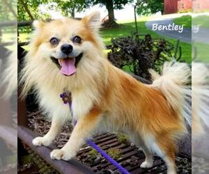 Pomeranian Dogs for adoption in Madisonville, TN, USA