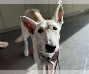 German Shepherd Dog-Unknown Mix Dogs for adoption in Tavares, FL, USA