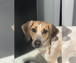 Mutt Dogs for adoption in Woodbury, NY, USA