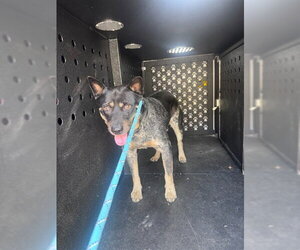 Mutt Dogs for adoption in Camarillo, CA, USA