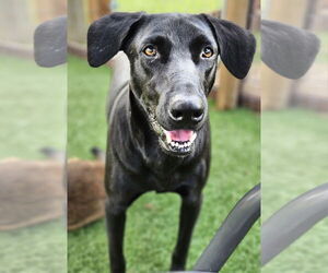 Labrador Retriever-Unknown Mix Dogs for adoption in oakland, FL, USA