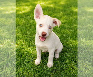 Goberian Dogs for adoption in Cumming, GA, USA