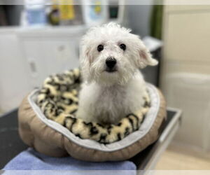 Bichon Frise Dogs for adoption in Lakewood, CO, USA