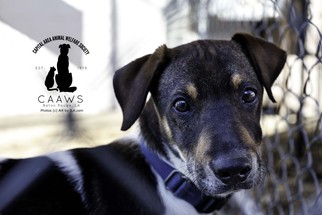 Doxle Dogs for adoption in Baton Rouge, LA, USA