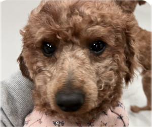 Poodle (Miniature) Dogs for adoption in San Ramon, CA, USA