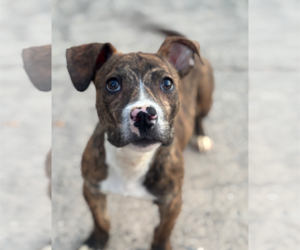 American Staffordshire Terrier-Unknown Mix Dogs for adoption in Holly Springs, NC, USA