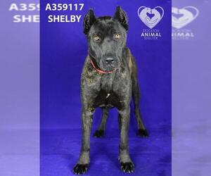 Dutch Shepherd -Unknown Mix Dogs for adoption in Stockton, CA, USA