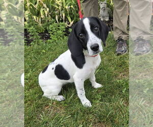 Beagle Dogs for adoption in Batavia, NY, USA