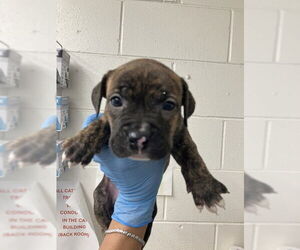 American Pit Bull Terrier Dogs for adoption in San Bernardino, CA, USA