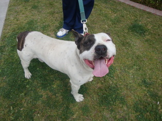 American Pit Bull Terrier Dogs for adoption in Midway City, CA, USA