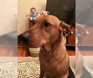 American Pit Bull Terrier-Chihuahua Mix Dogs for adoption in Mechanicsburg, PA, USA