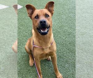 Rhodesian Ridgeback-Unknown Mix Dogs for adoption in Fayetteville, NC, USA