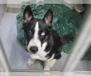 Siberian Husky-Unknown Mix Dogs for adoption in Orange, CA, USA