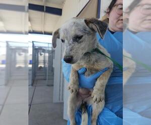Australian Cattle Dog Dogs for adoption in Bakersfield, CA, USA