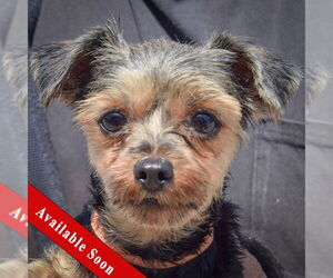 Mutt Dogs for adoption in Huntley, IL, USA