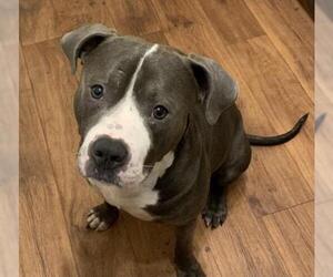 American Pit Bull Terrier-Unknown Mix Dogs for adoption in Venus, TX, USA