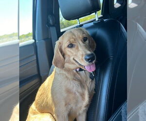 Golden Retriever Dogs for adoption in McKinney, TX, USA