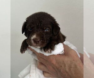 Labrador Retriever-Unknown Mix Dogs for adoption in Euless, TX, USA