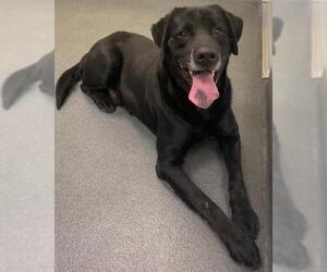Labrador Retriever Dogs for adoption in Glen Allen, VA, USA