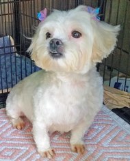 Maltese Dogs for adoption in Griffin, GA, USA