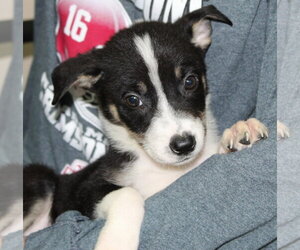 Doberman Pinscher-Unknown Mix Dogs for adoption in Prattville, AL, USA