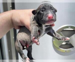 American Pit Bull Terrier-Unknown Mix Dogs for adoption in Houston, TX, USA