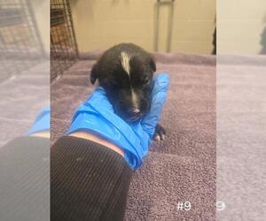 German Shepherd Dog Dogs for adoption in Modesto, CA, USA