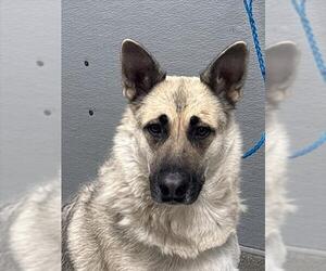 German Shepherd Dog-Unknown Mix Dogs for adoption in Las Vegas, NV, USA