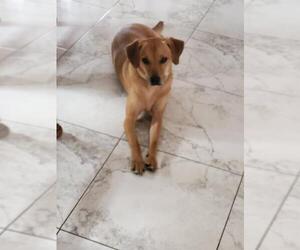 Mutt Dogs for adoption in Crete, IL, USA