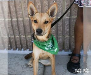Mutt Dogs for adoption in Washington, DC, USA