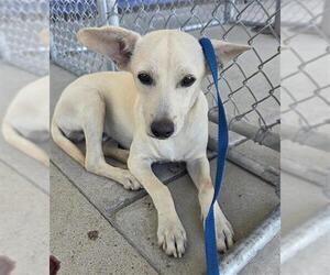 Chihuahua Dogs for adoption in Bakersfield, CA, USA