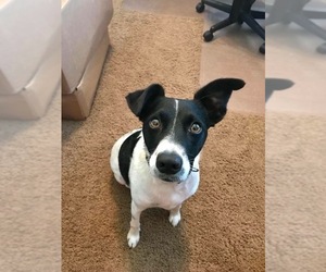 Rat Terrier Dogs for adoption in Gainesville, VA, USA
