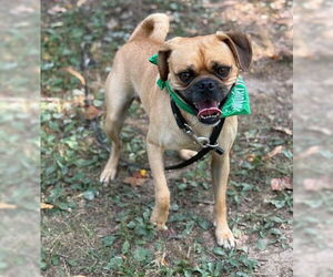 Pug Dogs for adoption in Warrenton, VA, USA