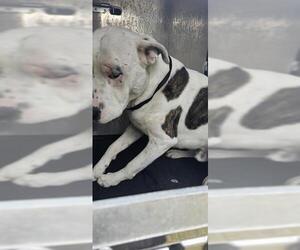 American Staffordshire Terrier-Unknown Mix Dogs for adoption in San Antonio, TX, USA