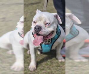 Olde Bulldog Dogs for adoption in Sanford, FL, USA