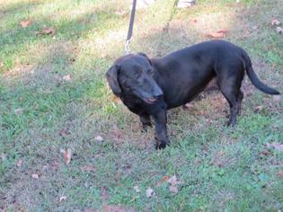 Medium Photo #1 Dachshund Puppy For Sale in Huddleston, VA, USA