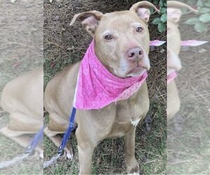 American Staffordshire Terrier-Labrador Retriever Mix Dogs for adoption in Atlanta, GA, USA