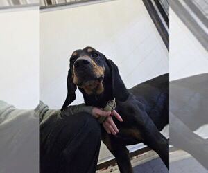 Black and Tan Coonhound Dogs for adoption in Osgood, IN, USA