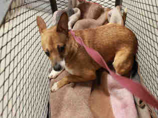 Medium Photo #1 Rat Terrier Puppy For Sale in Modesto, CA, USA