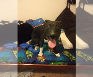 Bull Terrier Dogs for adoption in Tonopah, AZ, USA