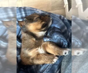 Chihuahua-Unknown Mix Dogs for adoption in Plainfield, IL, USA