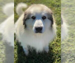 Great Pyrenees Dogs for adoption in Pacolet, SC, USA