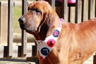 Bloodhound Dogs for adoption in Wetumpka, AL, USA