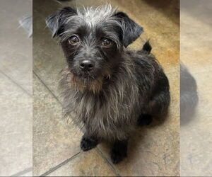 Mutt Dogs for adoption in Boston, MA, USA