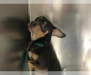 Chihuahua Dogs for adoption in Riverside, CA, USA