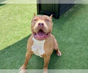 American Pit Bull Terrier Dogs for adoption in Orange, CA, USA