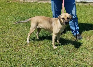 Small Beagle Mix