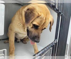 Mastador Dogs for adoption in Houston, TX, USA
