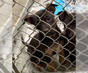 Mutt Dogs for adoption in Anchorage, AK, USA